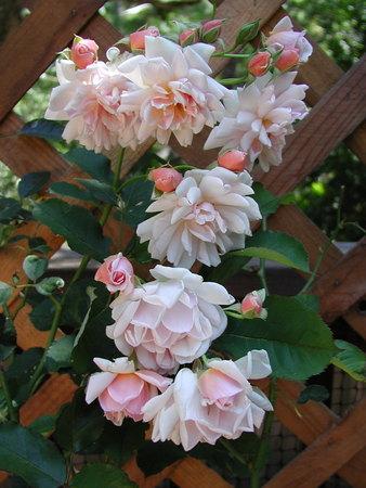 Photo of Hybrid Musk Rose (Rosa 'Felicia') uploaded by pmpauley