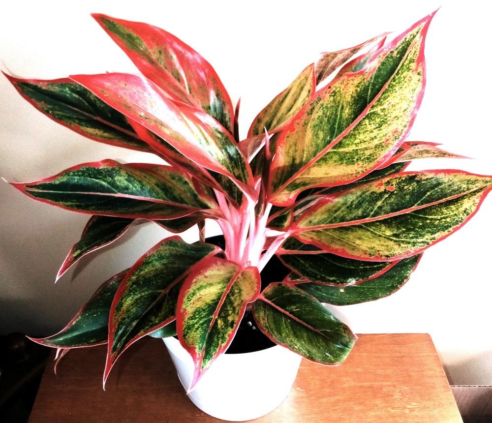 Photo of Chinese Evergreen (Aglaonema 'Siam Red') uploaded by tabbycat