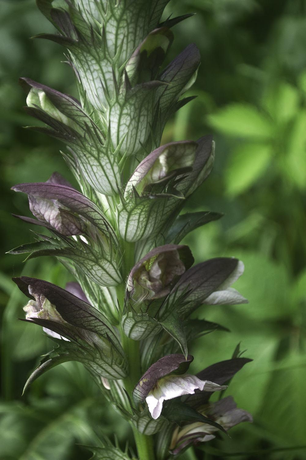 Photo of Bear's Breeches (Acanthus hungaricus) uploaded by AudreyDee
