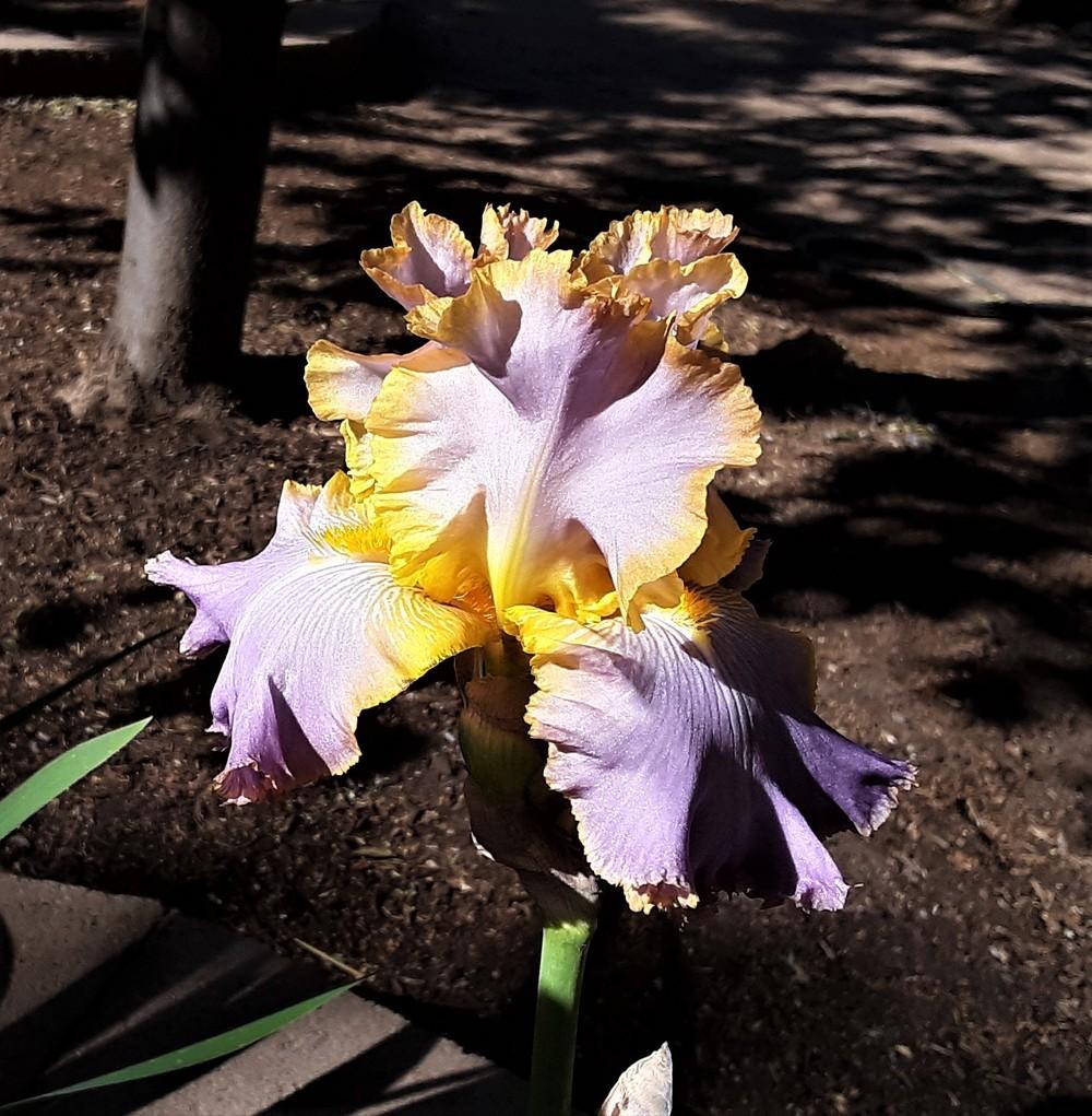 Photo of Tall Bearded Iris (Iris 'All About Spring') uploaded by Bitoftrouble