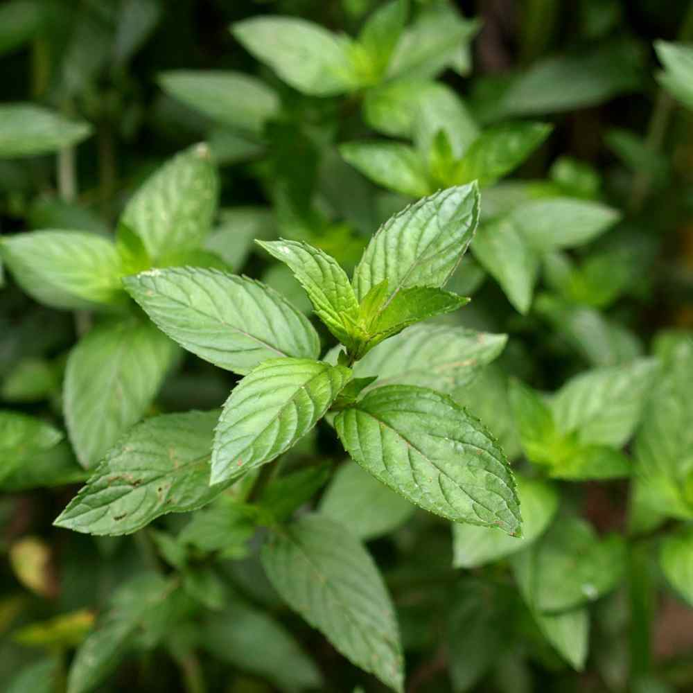 Photo of Peppermint (Mentha x piperita) uploaded by Joy