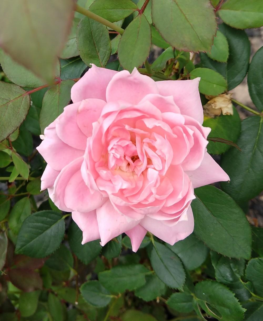Photo of Rose (Rosa 'Bubble Double') uploaded by Whatsmyplant