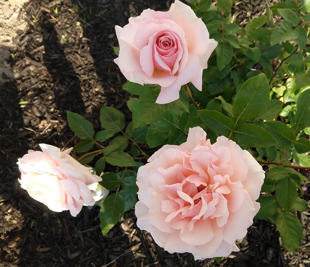 Photo of Rose (Rosa 'Mother of Pearl') uploaded by Whatsmyplant