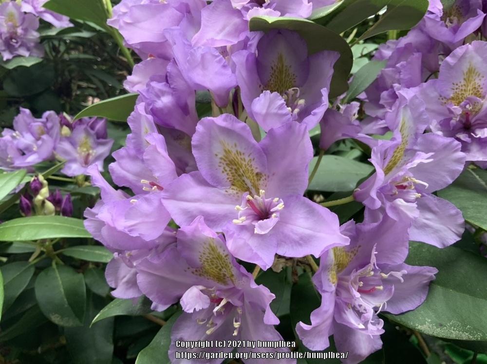 Photo of Rhododendrons (Rhododendron) uploaded by bumplbea
