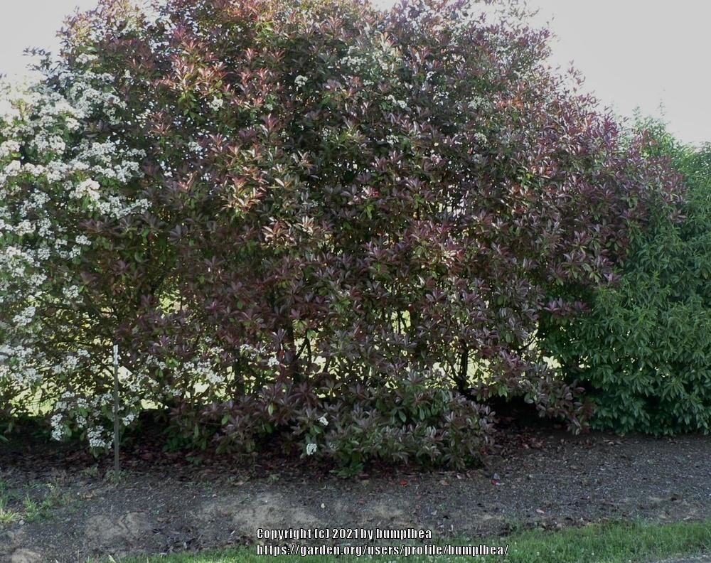 Photo of Red-Tipped Photinia (Photinia 'Fraseri') uploaded by bumplbea