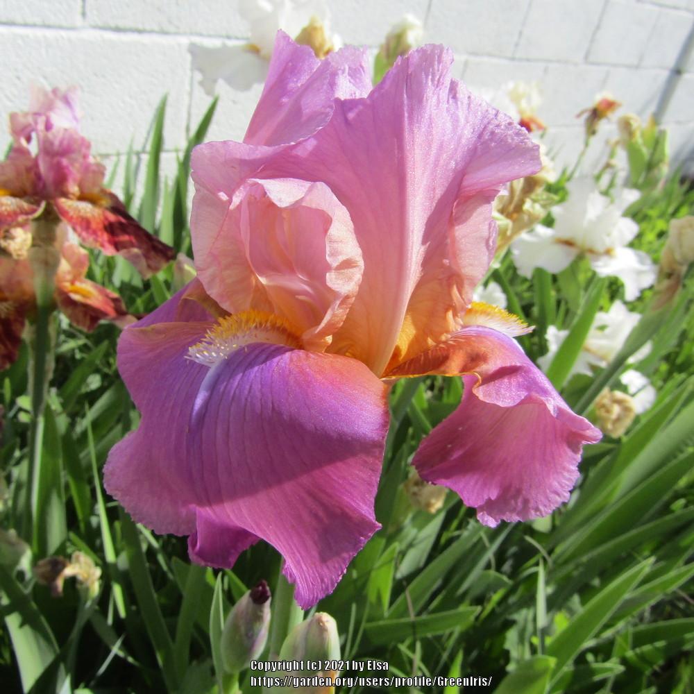 Photo of Tall Bearded Iris (Iris 'Laurie') uploaded by GreenIris