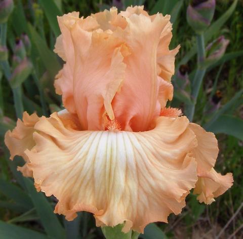 Photo of Tall Bearded Iris (Iris 'Apricot Brûlée') uploaded by Joy