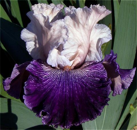 Photo of Tall Bearded Iris (Iris 'Boston Harbor') uploaded by Joy