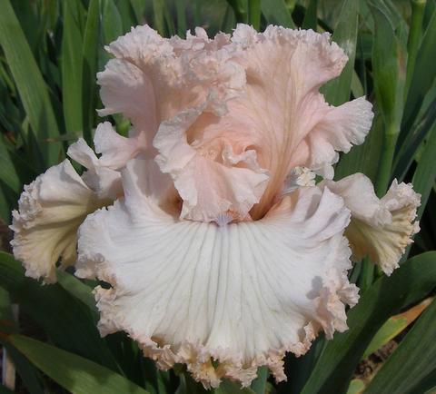 Photo of Tall Bearded Iris (Iris 'Unfailing Love') uploaded by Joy