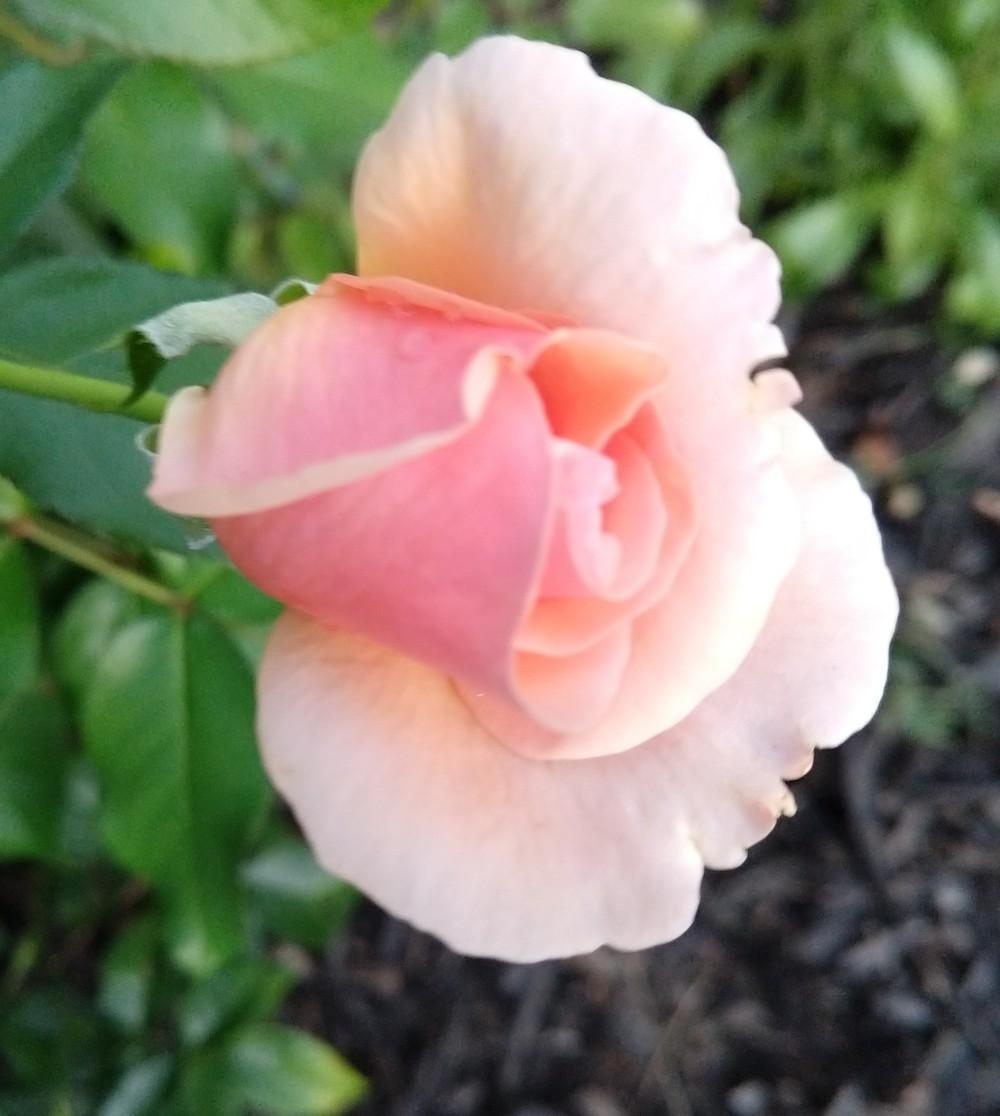 Photo of Rose (Rosa 'Mother of Pearl') uploaded by Whatsmyplant