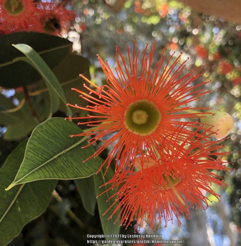 Photo of Western Australian Red-Flowering Gum (Corymbia ficifolia) uploaded by HamiltonSquare