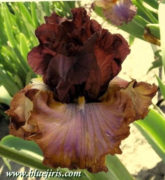 Photo of Tall Bearded Iris (Iris 'World of Color') uploaded by Joy