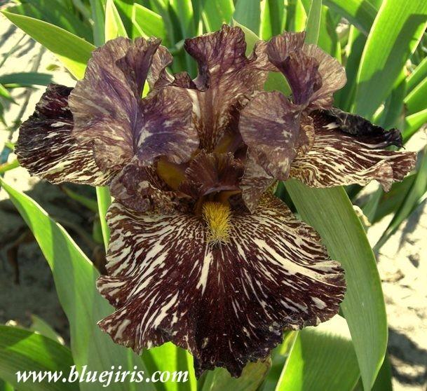 Photo of Tall Bearded Iris (Iris 'Chocolate Moose') uploaded by Joy