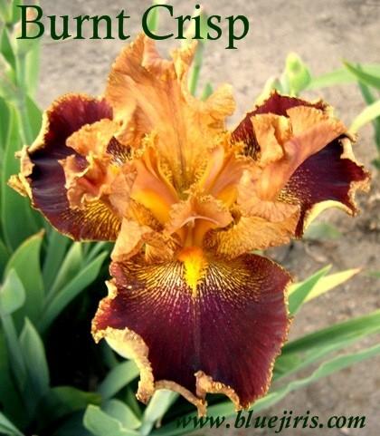 Photo of Tall Bearded Iris (Iris 'Burnt Crisp') uploaded by Joy