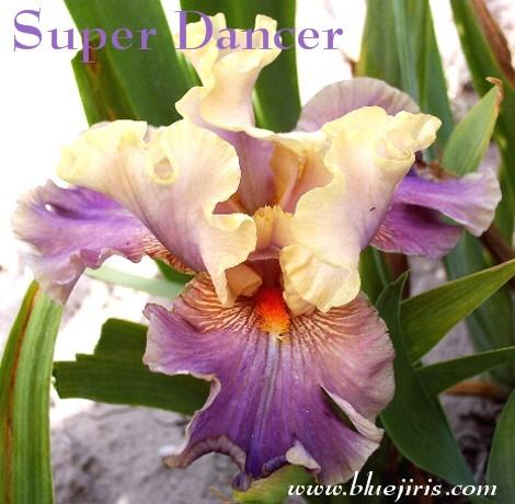 Photo of Tall Bearded Iris (Iris 'Super Dancer') uploaded by Joy