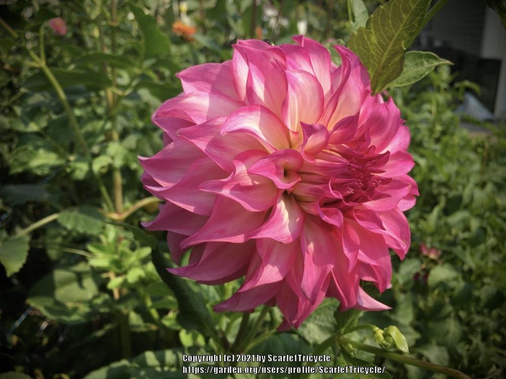 Photo of Dahlia 'Colorado Classic' uploaded by ScarletTricycle