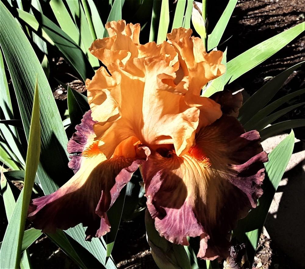 Photo of Tall Bearded Iris (Iris 'Brazilian Art') uploaded by Bitoftrouble