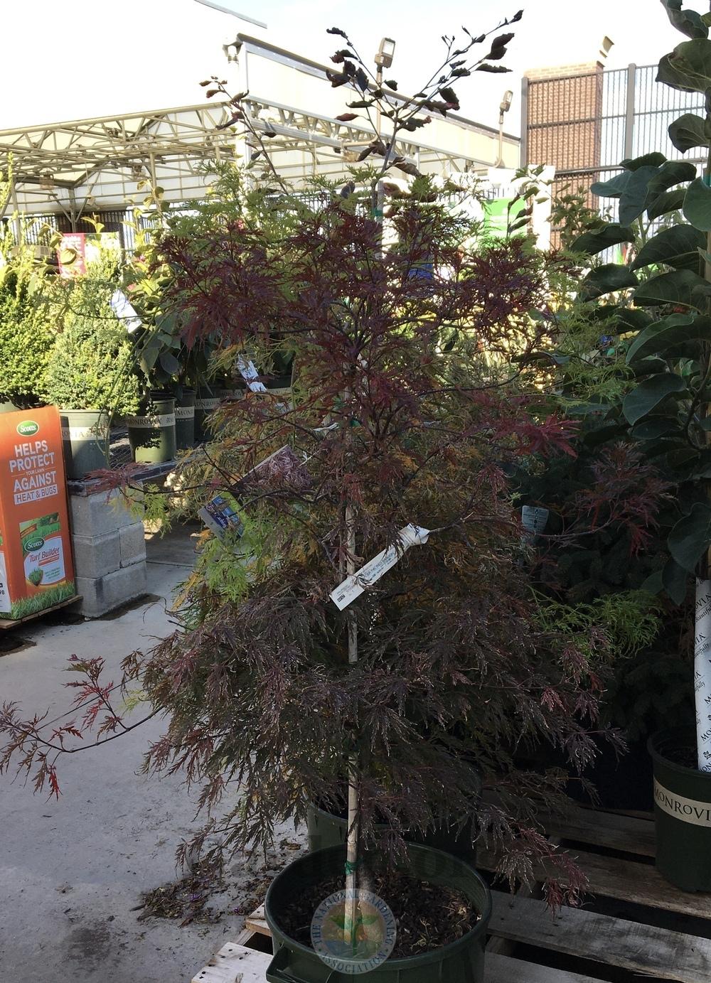 Photo of Cutleaf Japanese Maple (Acer palmatum 'Red Dragon') uploaded by BlueOddish