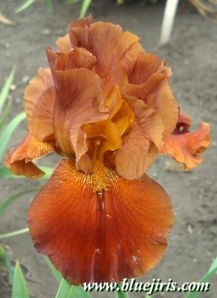 Photo of Tall Bearded Iris (Iris 'Terra Rosa') uploaded by Joy