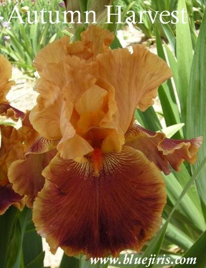 Photo of Tall Bearded Iris (Iris 'Autumn Harvest') uploaded by Joy