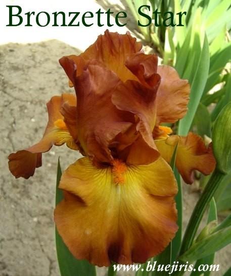 Photo of Tall Bearded Iris (Iris 'Bronzette Star') uploaded by Joy