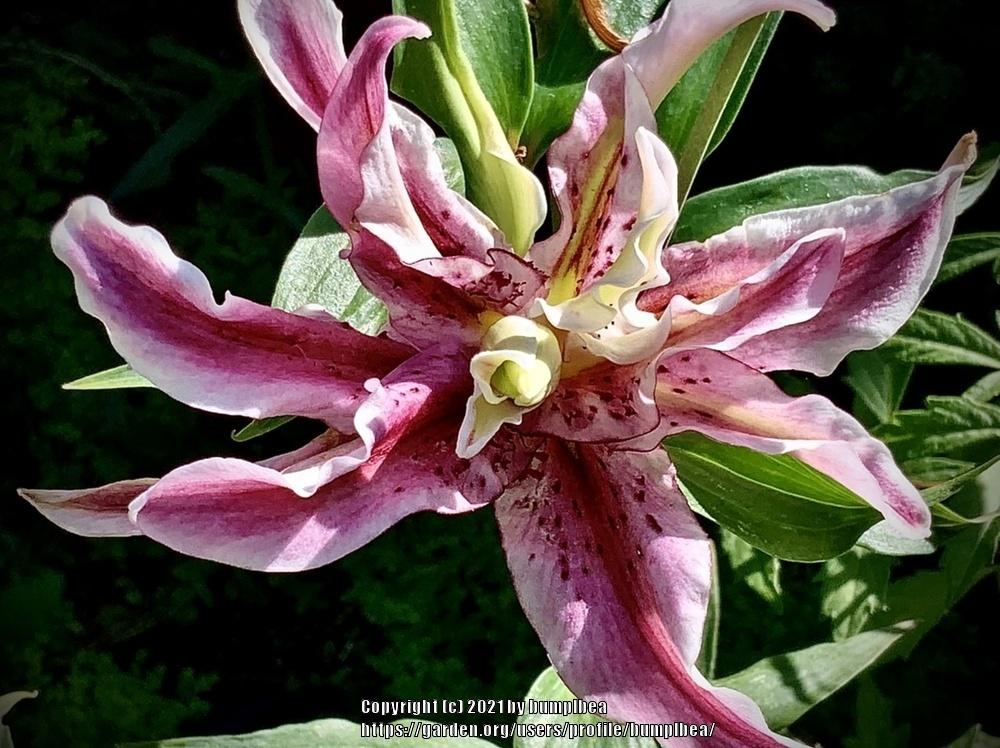 Photo of Lily (Lilium 'Magic Star') uploaded by bumplbea