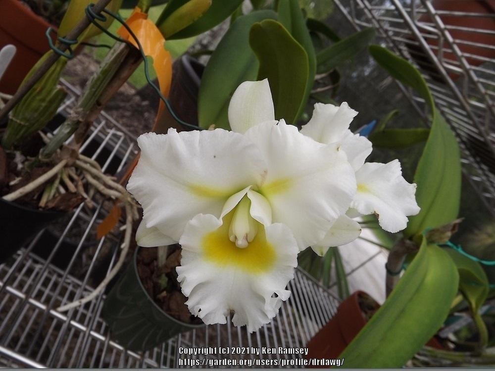 Photo of Orchid (Rhyncholaeliocattleya Island Charm 'OC') uploaded by drdawg