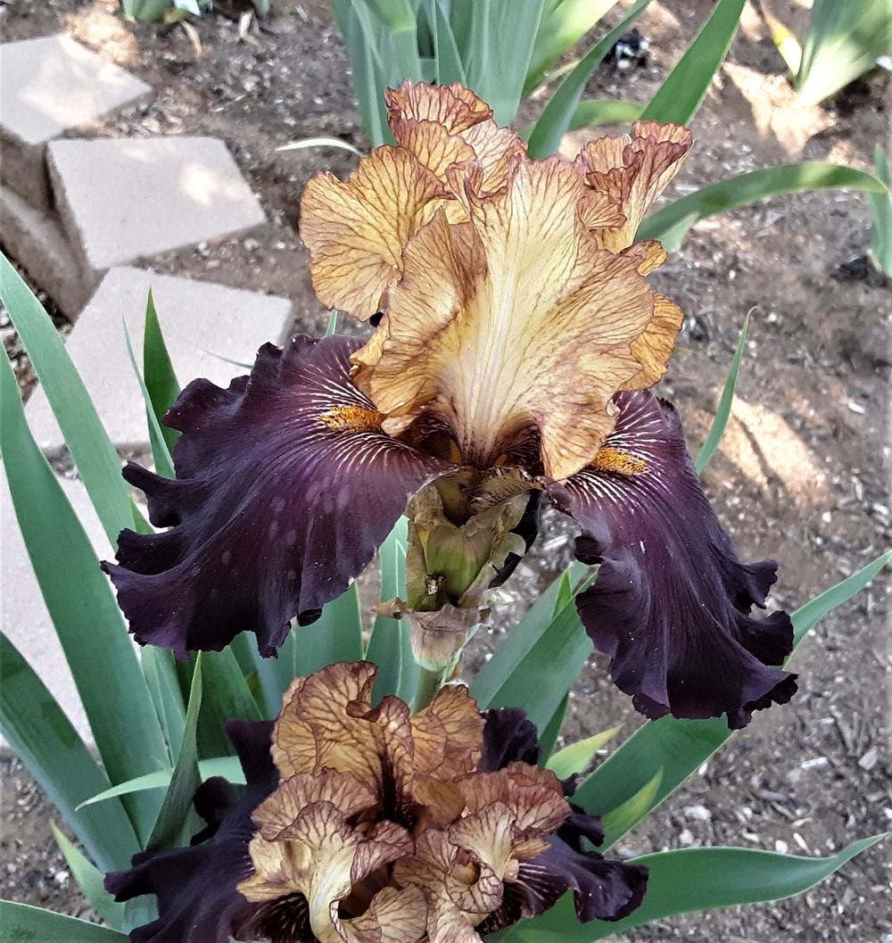 Photo of Tall Bearded Iris (Iris 'Caramel 'n Chocolate') uploaded by Bitoftrouble
