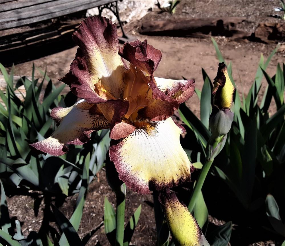 Photo of Tall Bearded Iris (Iris 'Cinnamon Girl') uploaded by Bitoftrouble