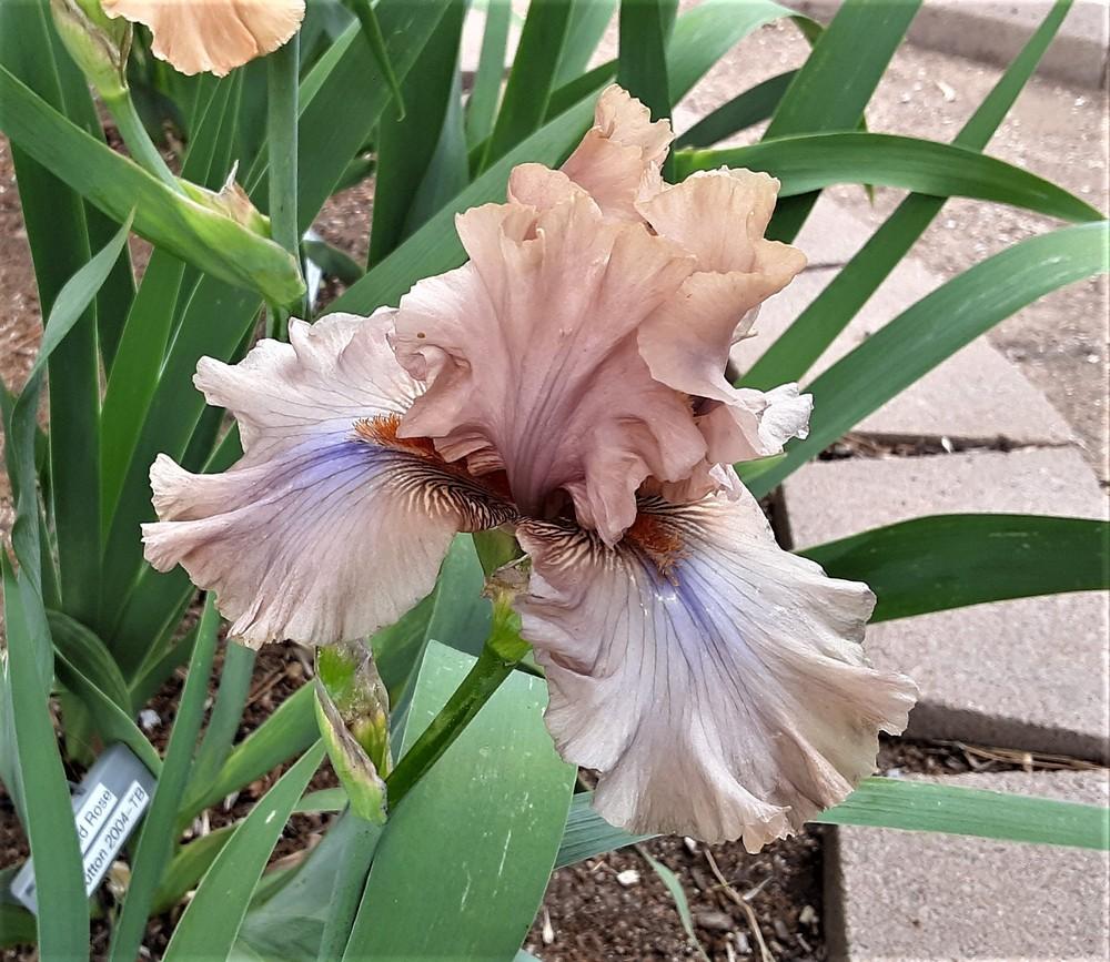 Photo of Tall Bearded Iris (Iris 'Coffee Trader') uploaded by Bitoftrouble