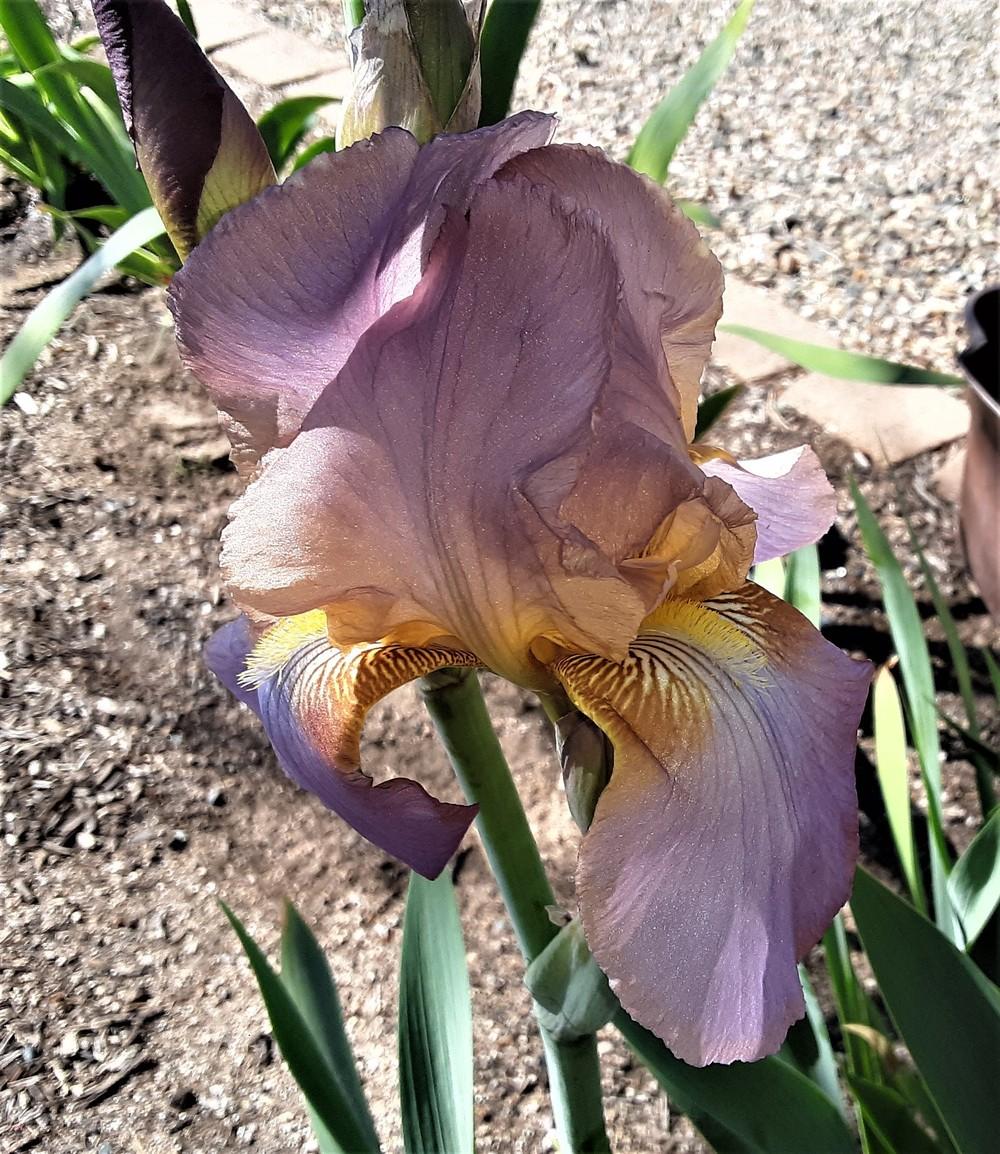 Photo of Tall Bearded Iris (Iris 'China Maid') uploaded by Bitoftrouble