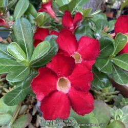 Location: Tampa, Florida
Date: May 2, 2021
Blooms of seed grown desert rose (not grafted), "my sweetie pie, 