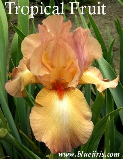 Photo of Tall Bearded Iris (Iris 'Tropical Fruit') uploaded by Joy