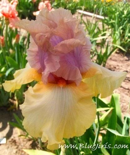 Photo of Tall Bearded Iris (Iris 'After the Dawn') uploaded by Joy