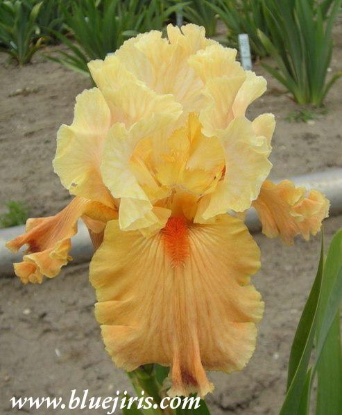 Photo of Tall Bearded Iris (Iris 'Rare Find') uploaded by Joy