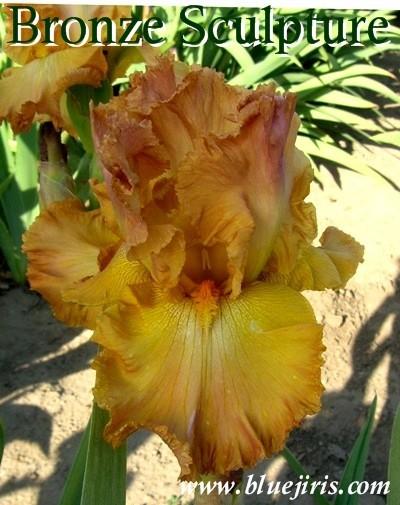Photo of Tall Bearded Iris (Iris 'Bronze Sculpture') uploaded by Joy