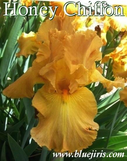 Photo of Tall Bearded Iris (Iris 'Honey Chiffon') uploaded by Joy