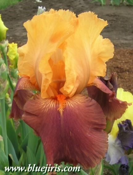 Photo of Tall Bearded Iris (Iris 'Torero') uploaded by Joy