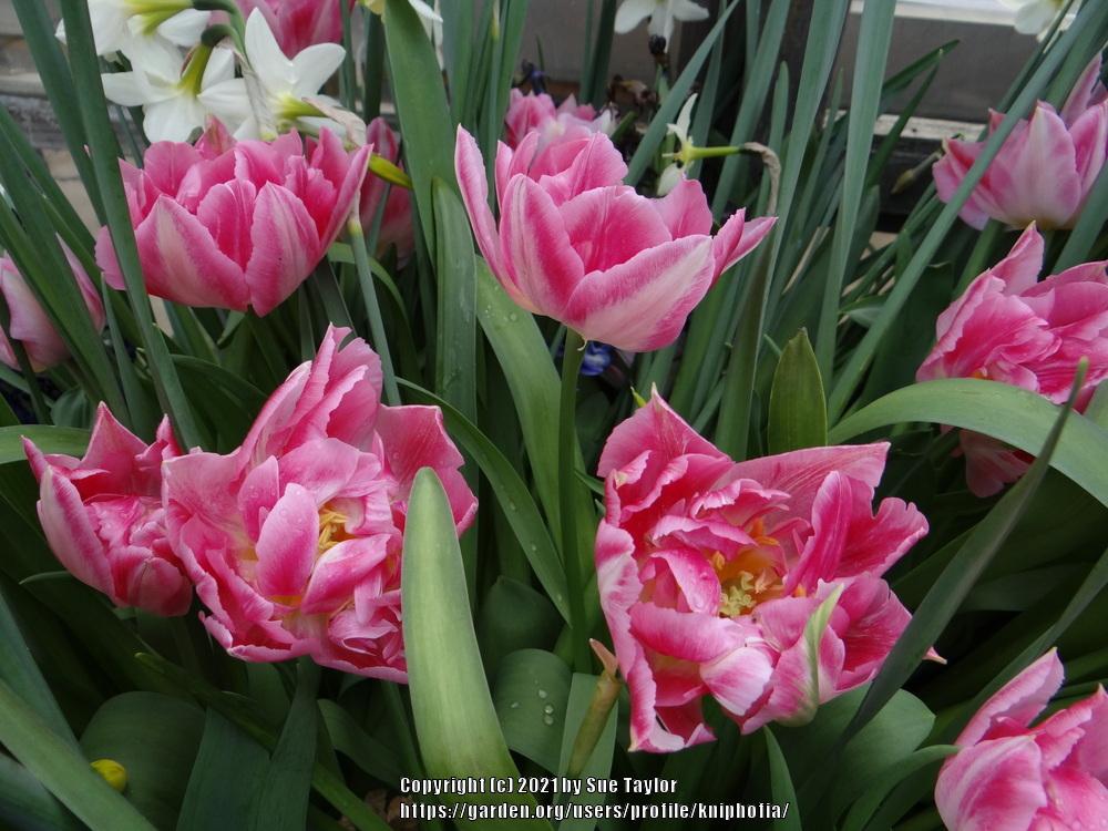 Photo of Double Early Tulip (Tulipa 'Peach Blossom') uploaded by kniphofia