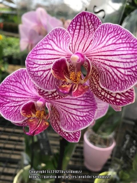 Photo of Orchid (Phalaenopsis Sogo Vivien) uploaded by sedumzz