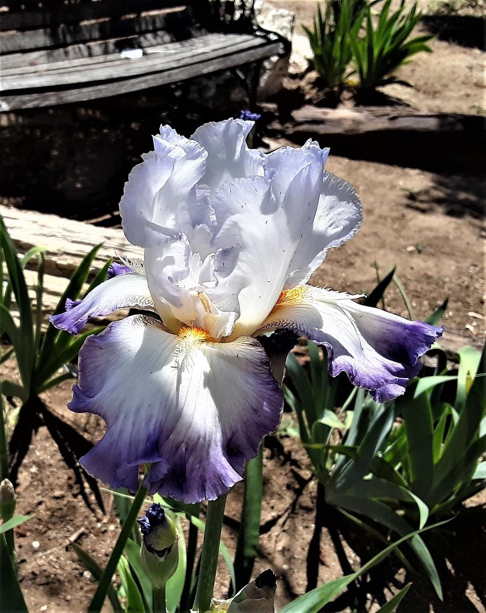 Photo of Tall Bearded Iris (Iris 'Conjuration') uploaded by Bitoftrouble