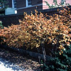 Location: Hinsdale, Illinois
Date: October 2000
a plant in fall color