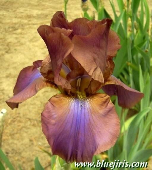 Photo of Tall Bearded Iris (Iris 'Mysterious') uploaded by Joy