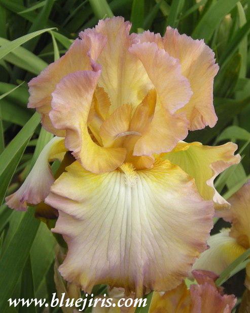 Photo of Tall Bearded Iris (Iris 'Rainbow Hues') uploaded by Joy