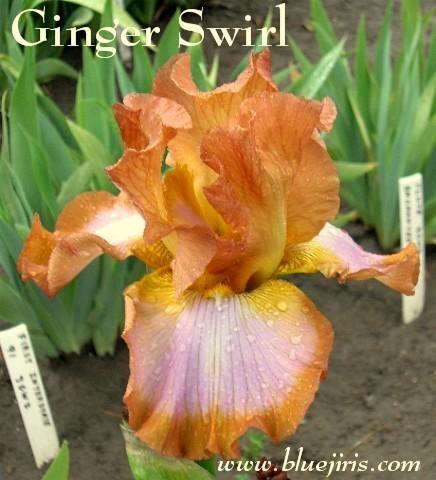 Photo of Tall Bearded Iris (Iris 'Ginger Swirl') uploaded by Joy