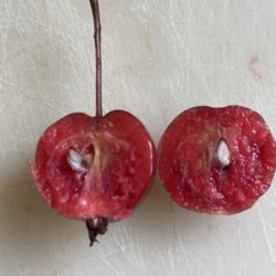 Location: Southern Maine
Date: Aug 23 2021
Fruit is red-fleshed.