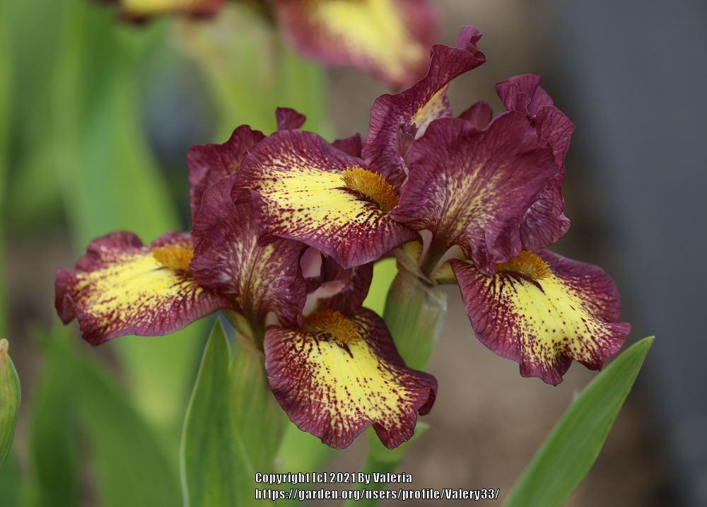 Photo of Standard Dwarf Bearded Iris (Iris 'Ringer') uploaded by Valery33