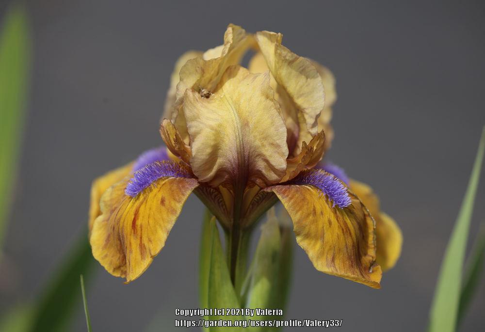 Photo of Standard Dwarf Bearded Iris (Iris 'Gingerbread Man') uploaded by Valery33