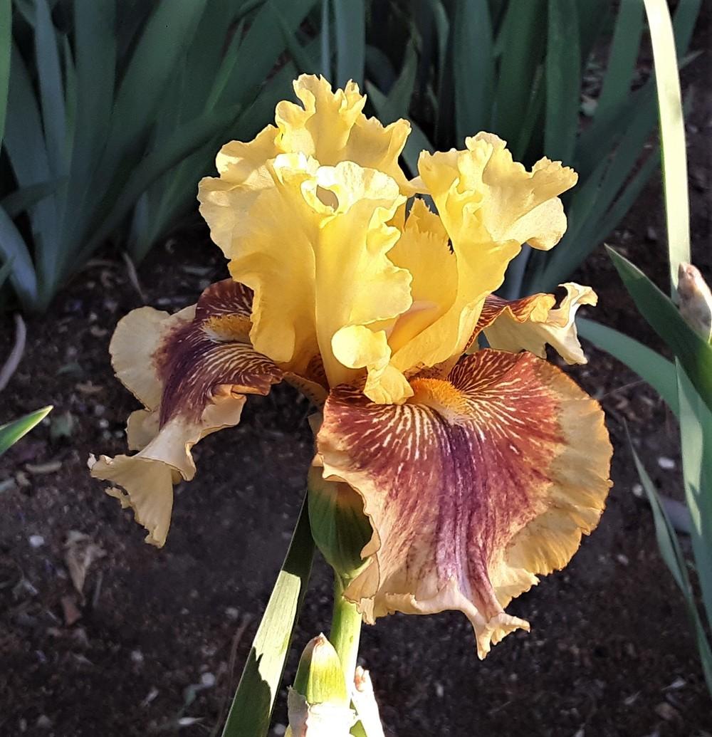 Photo of Tall Bearded Iris (Iris 'Cornbread n'Honey') uploaded by Bitoftrouble