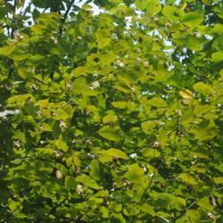 Location: Saratoga, Pennsylvania
Date: 2021-09-11
summer foliage with dry sac-like fruits